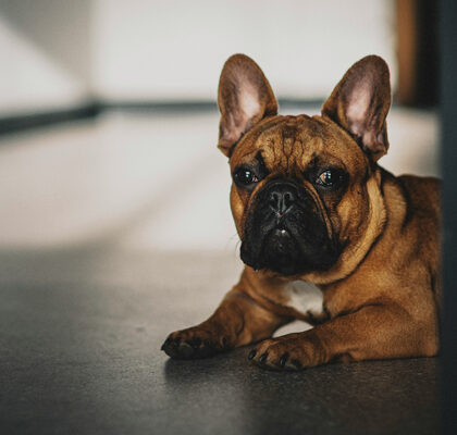 Hund sitzt auf dem Fußboden